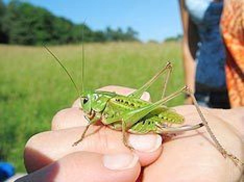 Grashüpfer auf der Hand