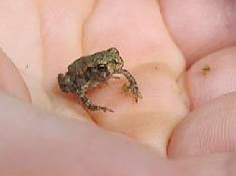 Kleiner Frosch in einer Hand