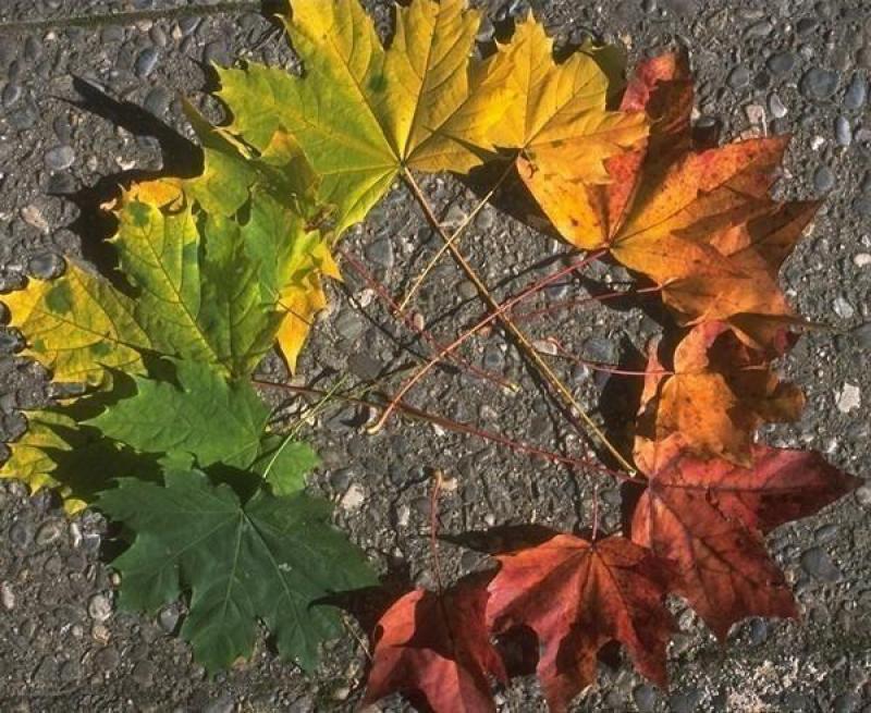 Natur erleben: Herbst